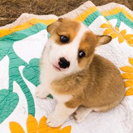 Pembroke Welsh Corgi Puppies from Loves Classic Corgis
