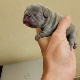 French Bulldog Puppies from Haas Frenchies LLC