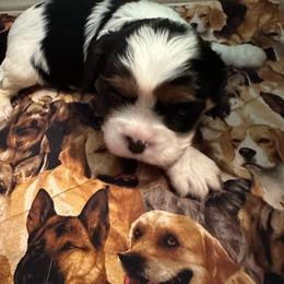 Willow - Tri-color female Cavalier King Charles Spaniel puppy in Broken Arrow, Oklahoma from Cavalier King Charles Heartland