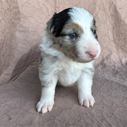 Boy 3 - Blue merle male Border Collie puppy in Centerville, Washington from Forthright Farms