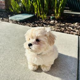 Maltipoo Puppies from Maine's Maltipoos