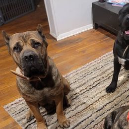Cane Corso from Midgard Kennel