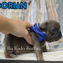 Dorian Haviliard - Blue fawn male French Bulldog puppy in Loxahatchee, Florida from Blue Wonder Frenchies