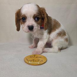 Icey - Blenheim male Cavalier King Charles Spaniel puppy in Kermit, West Virginia from Stonecoal Cavaliers
