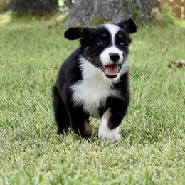 Australian Shepherd Puppies from Ellie Mae Aussies
