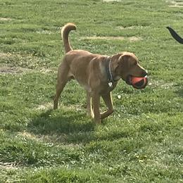 Rocket - Labrador Retriever