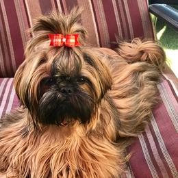 Shih Tzu All Grown Up from AKC Shih Tzu of California