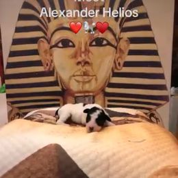 Poodle, Yorkipoo, and Yorkshire Terrier Puppies from Tuts Pups Cafe