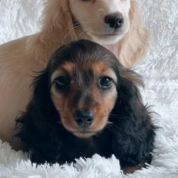 Dachshund Puppies from Taylored Dachshunds