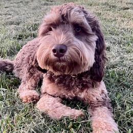 French Bulldogs and Labradoodles from Companion Creek Farm
