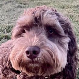 French Bulldogs and Labradoodles from Companion Creek Farm