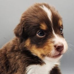 Yellow - Red tri-color Australian Shepherd puppy in Hopewell Junction, New York from Silver Linings Australian Shepherds