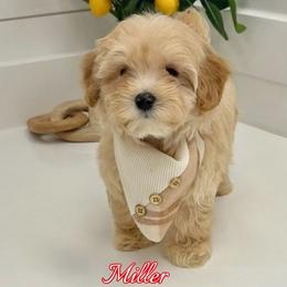 Miller - Apricot male Maltipoo puppy in Buford, Georgia from Petite Posh Puppies