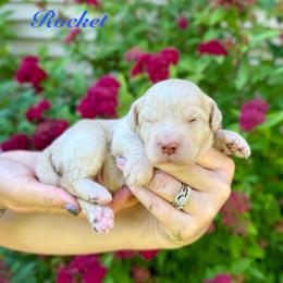 Rocket - Yellow and white male Bernedoodle puppy in Midland, Michigan from Northern Charm Farm