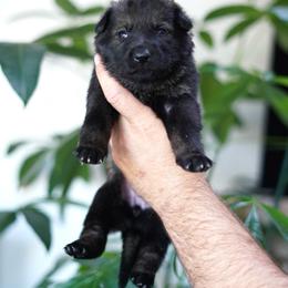 Kaia - Sable female German Shepherd puppy in Coarsegold, California from Yosemite Shepherds