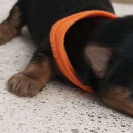 Yorkshire Terriers from Country Shepherds