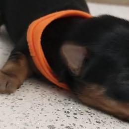 Yorkshire Terriers from Country Shepherds