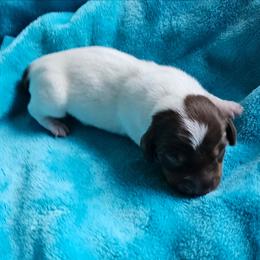 Chocolate and tan pie male - Piebald male Dachshund puppy in Herald, California from Bluegum Dachshunds