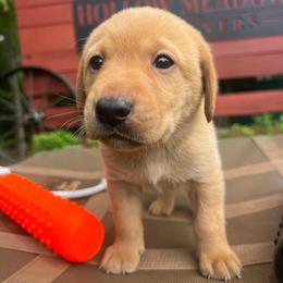 Purple boy - Yellow male Labrador Retriever puppy in Monticello, Georgia from Hollow Meadows Retrievers