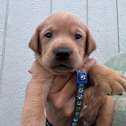 Blue - Yellow male Labrador Retriever puppy in Newton Grove, North Carolina from Wayalife Labradors & Gsp’s