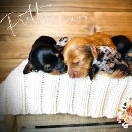 Aussiedoodle, Dachshund, and Miniature Australian Shepherd Puppies from Pretty Paws