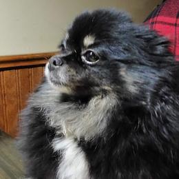 Betty or Boo Boo - Pomeranian