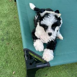 Chinese Crested Puppies from BryMar Chinese Cresteds