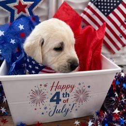 Miss. Yellow, Shelby - Yellow female Labrador Retriever puppy in Nampa, Idaho from Gwyneira labs of Idaho