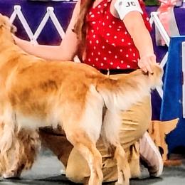 Golden Retrievers from Agnes Vandegrift