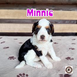Minnie - female Golden Mountain Doodle puppy in Banner Elk, North Carolina from Walnut Tree Bernedoodles