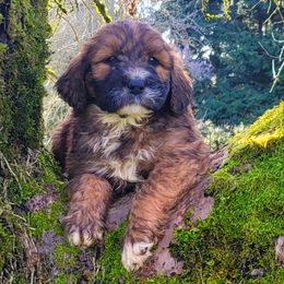 Saint Berdoodles from PNW Saint Berdoodles