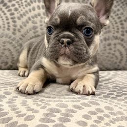 Light blue collar - Tricolors male French Bulldog puppy in Wagoner, Oklahoma from Frenchie Frys