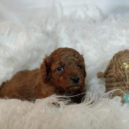 Aiden OFA and CHIC sire - Red  male Poodle puppy in Westfield, North Carolina from Legacy Pets