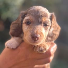 Autumn - Dapple female Dachshund puppy in Wake Forest, North Carolina from New Life Miniature Dachshunds