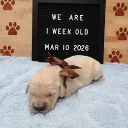 Brown collar boy - Light golden male Golden Retriever puppy in Rochester, Washington from Grand Mound Goldens