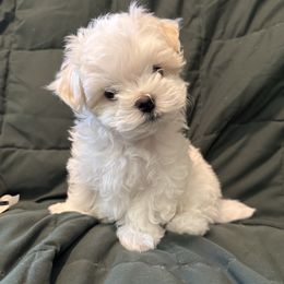 Colin - White male Maltese puppy in Pasco, Washington from Hops-a-Lot Maltese Ranch
