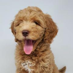 Goldendoodles from The Doodle Project
