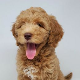 Goldendoodles from The Doodle Project