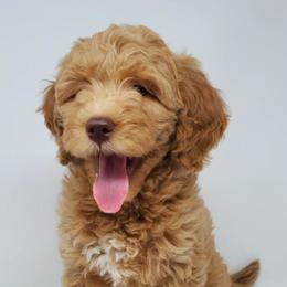 Goldendoodles from The Doodle Project