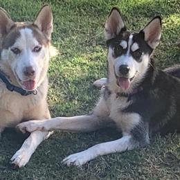 Siberian Huskies from Weber Siberian Huskies