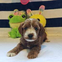 Jade - Red female Cavapoo puppy in Dallas, Texas from Halo's Heroes Doodles