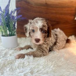 Edmund - White and red merle male Bordoodle puppy in Valley Center, California from Circle R Valley Bordoodls