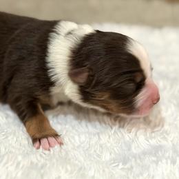 Eleanor Roosevelt - Red tri female Miniature Australian Shepherd puppy in Oakland, Maryland from Yarborough Kennels