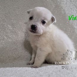 Vixen - Blue female Australian Cattle Dog puppy in Silsbee, Texas from Rockin ND Ranch