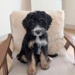 Clementine (orange collar) - Phantom female Bernedoodle puppy in Indianola, Utah from Little Bear Bernedoodles