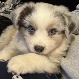 Australian Shepherd, Miniature American Shepherd, Miniature Australian Shepherd, and Toy Australian Shepherd Puppies from HP Aussie Kennels