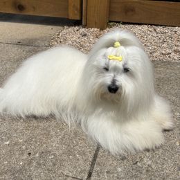 Coton de Tulear All Grown Up from Musique Cotons