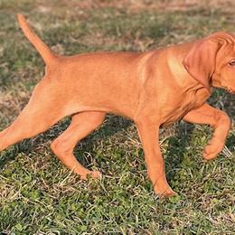 Vizslas from Waymaker Vizslas