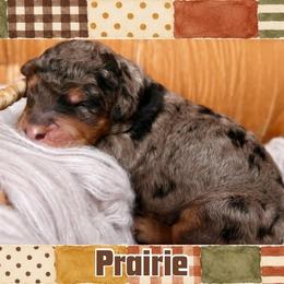 Prairie - Merle female Bernedoodle puppy in Bowling Green, Ohio from Windy Creek Doodles