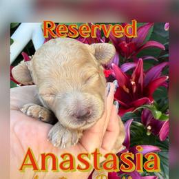 Anastasia - Cream female Poodle puppy in Oceanside, New York from Anastasia Poodles three four seven seven five four two three four five